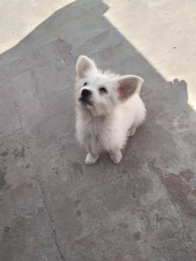 exchange possible with male German shepherd