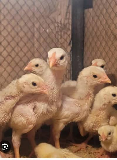 pure white shamo chicks