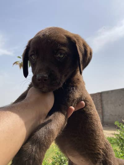 Labrador chocolate female puppies