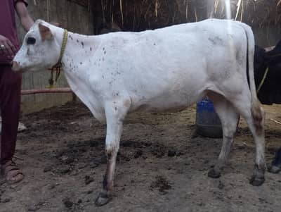 Jersey cross heifers/cow/Goat/bachri/bachra for sell
