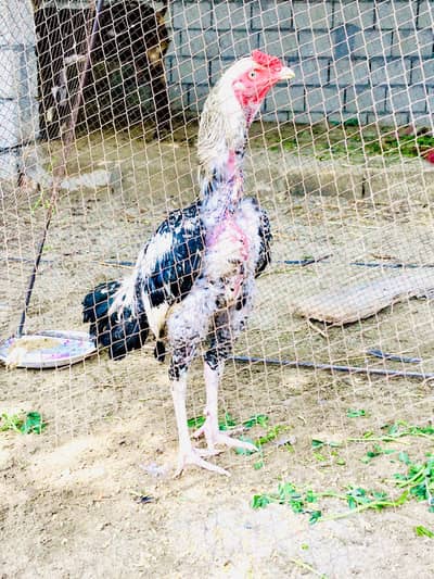 Aseel Murgha . . High Quality