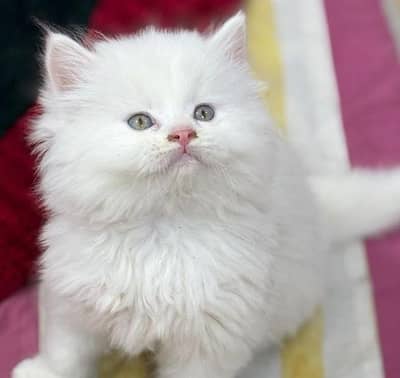 parsian cats Sami panch 3 koad