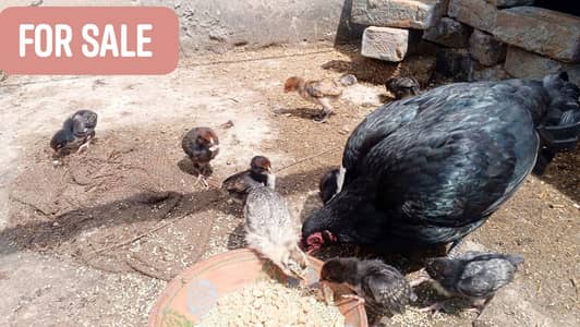 Aseel Hen with chicks