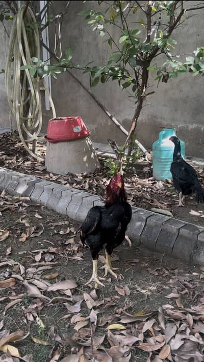 Old bloodline rare lakha