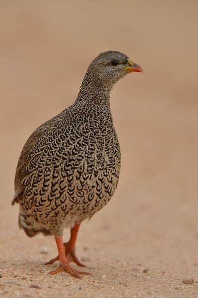 sandgrouse