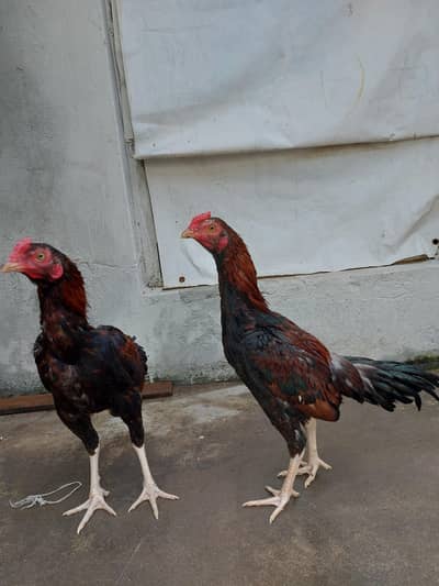 Quality Amroha aseel