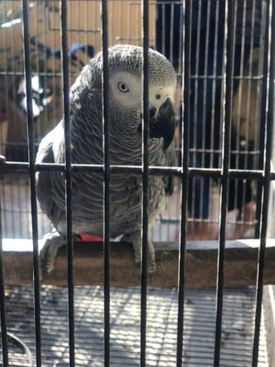 African Grey Parrot