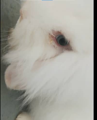 Fuzzy Lop Rabbit for Sale – Cute & Healthy -- Blue Eyes