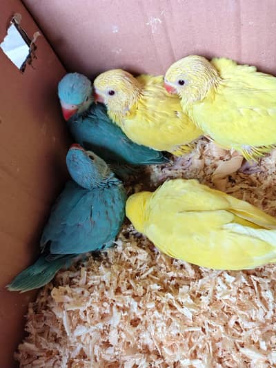 Blue & Yellow Parrot Chicks 03336610040