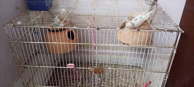 4 Australian Budgies Parrot with cage