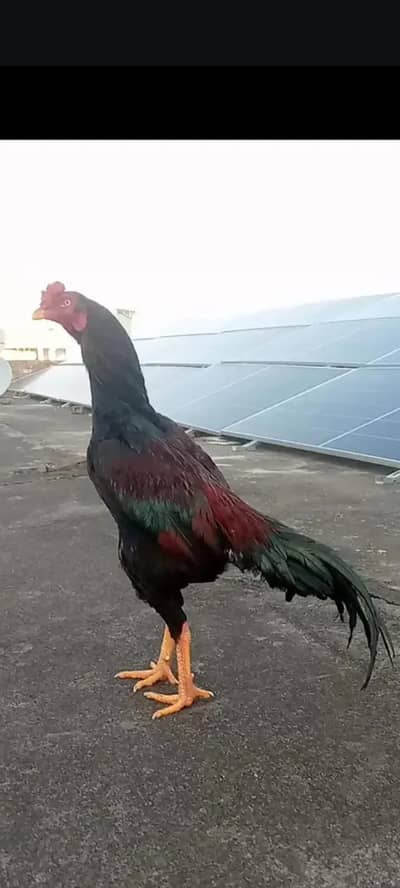 sindhi aseel figher patha for sale