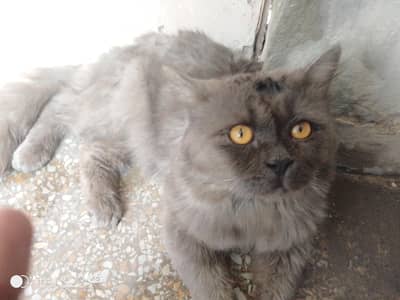 A beautiful vaccinated punch faced person cat vaccinated and trimmed