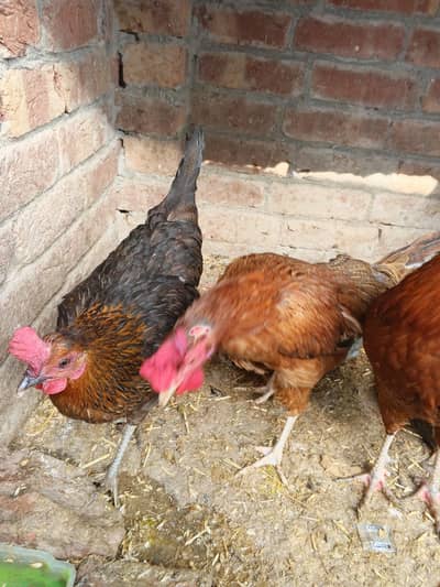 dasi hens egg laying