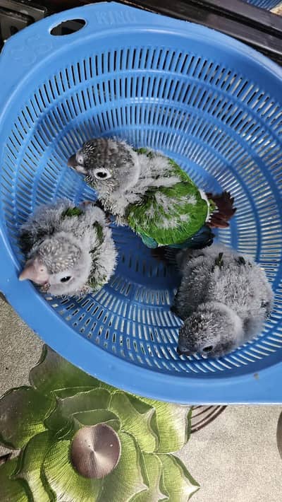 lovebird breeder pair and litino rump breeder pair for sale