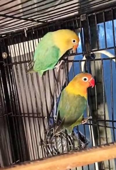 lovebird breeder pair and litino rump breeder pair for sale