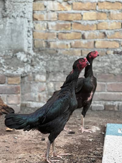 SHAMO FEMALES EGG LAYING