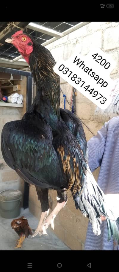 aseel murga | aseel murgi | murga