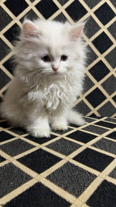 Perian kitten female