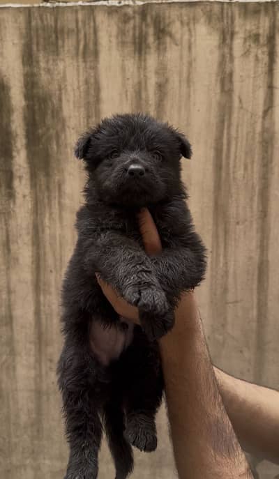 TOP QUALITY BLACK GERMAN SHEPHERD PUPPIES FOR SALEE