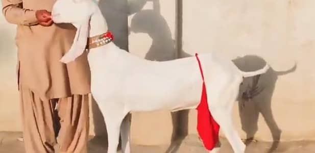 do bacchon wali Rajan puri bakri for sale call on 03348310322