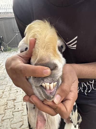 Black and White Black Goat for Sale