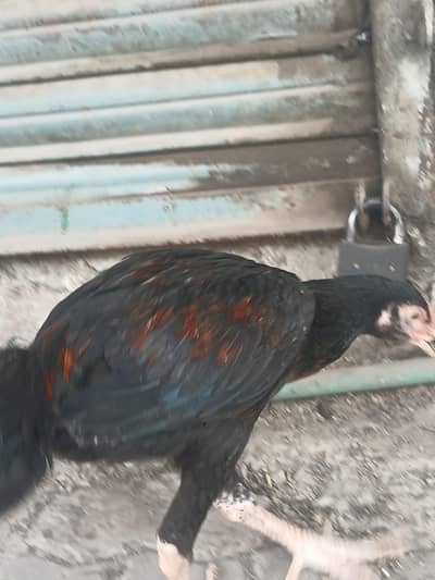 thai 7 piece available