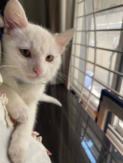 Healthy and playful cat available now