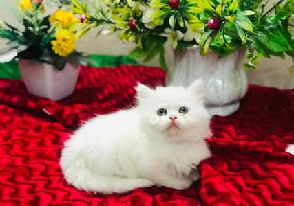 Persian kittens