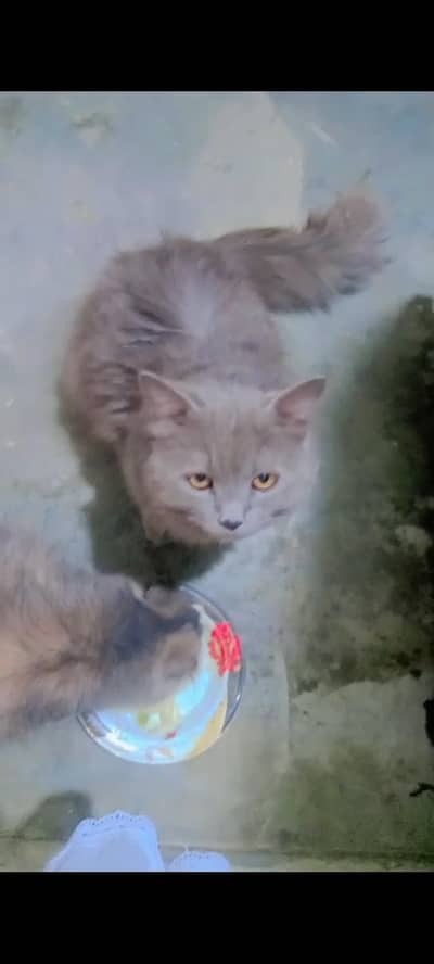grey color Persian cats pairs active and healthy pairs