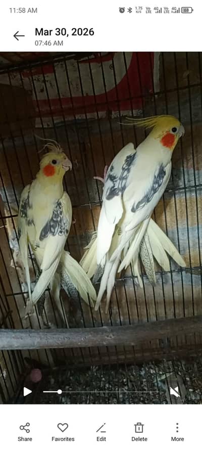 v. paid. commen. Coctail. Braider. pair. for. sale. braider. hai. . sargodh