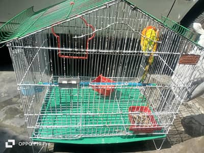 sun conure sale urgent