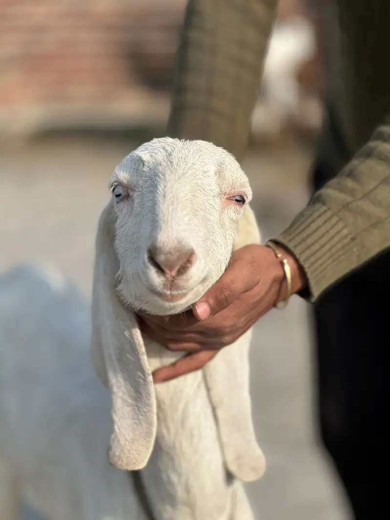Rajan pur bakri