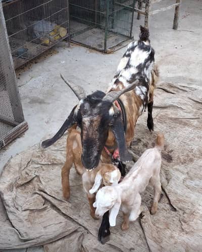 bakri danto mai Puri hai 2 bache hai dono female hai price 55k