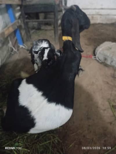 Bakra bakri healthy and active