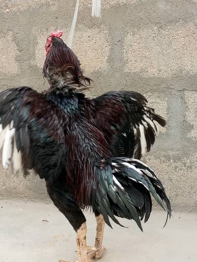 aseel murghi puliya murghi pair sale