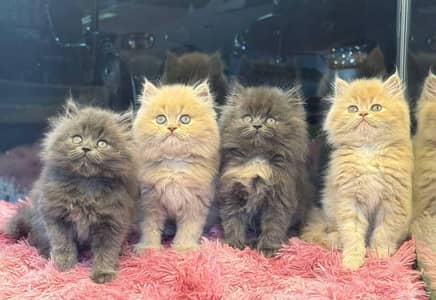 triple coated punch face doll face kittens for sale cash on delivery