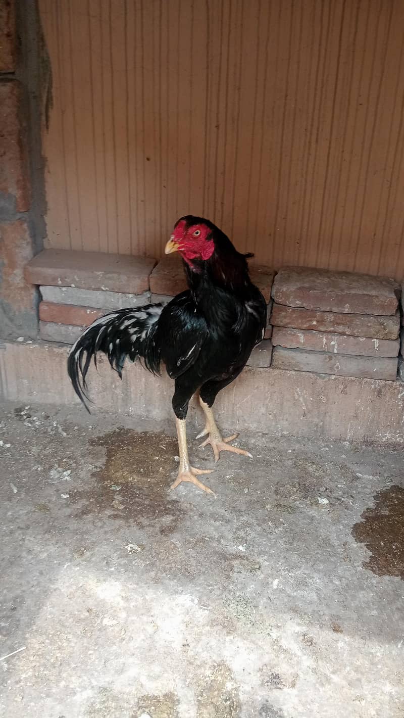 ہیرا سیل مرغا 1