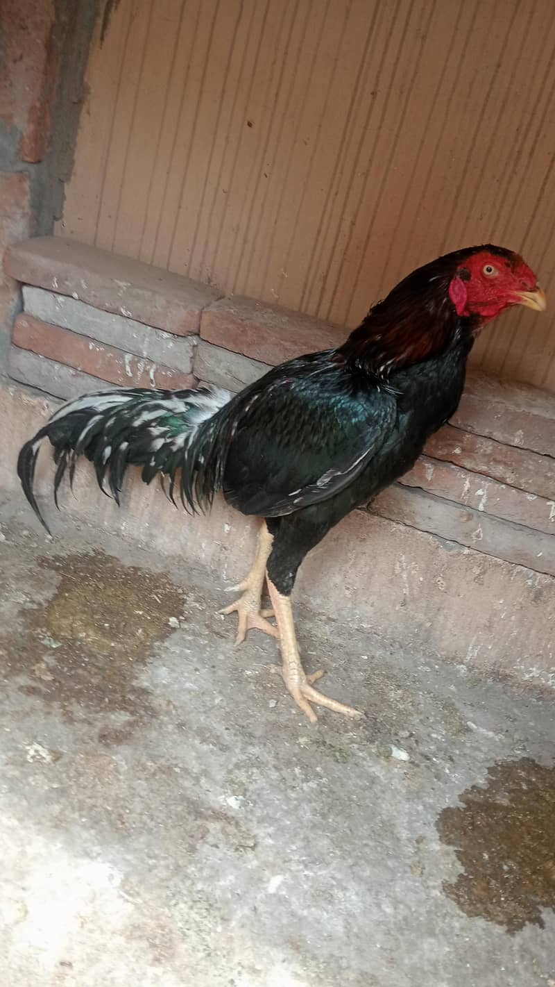 ہیرا سیل مرغا 2