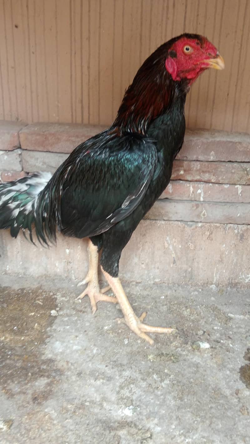 ہیرا سیل مرغا 3