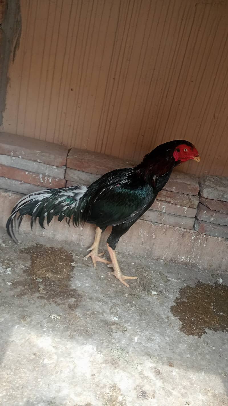 ہیرا سیل مرغا 5