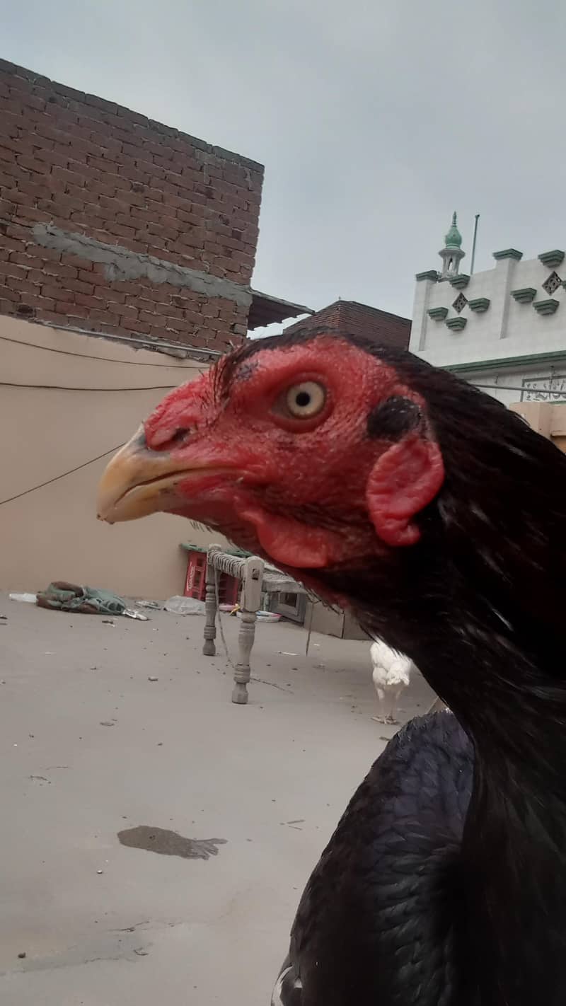 ہیرا سیل مرغا 6