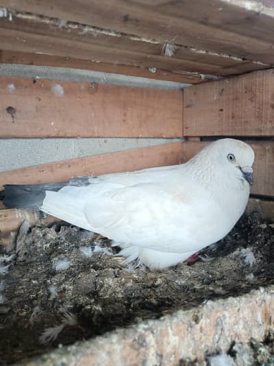 Neel dumba weshi male up for sale. . .