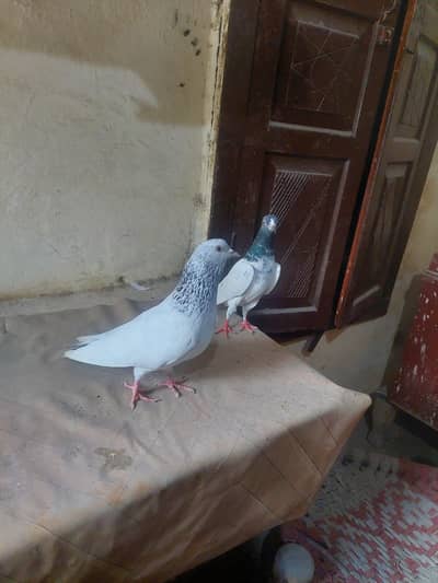 8 Pigeons Lot Sale (Teddy Breeder Pairs)