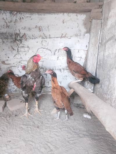 amrohi cross hen