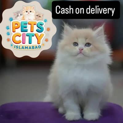 triple coated punch face high quality kittens cash on delivery