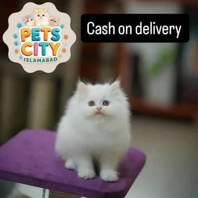 triple coated punch face high quality kittens cash on delivery