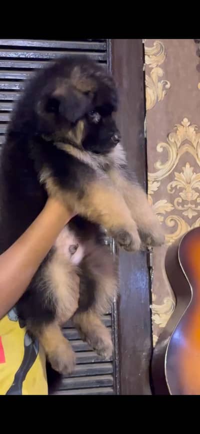 German shepherds long hair pedigree puppies available