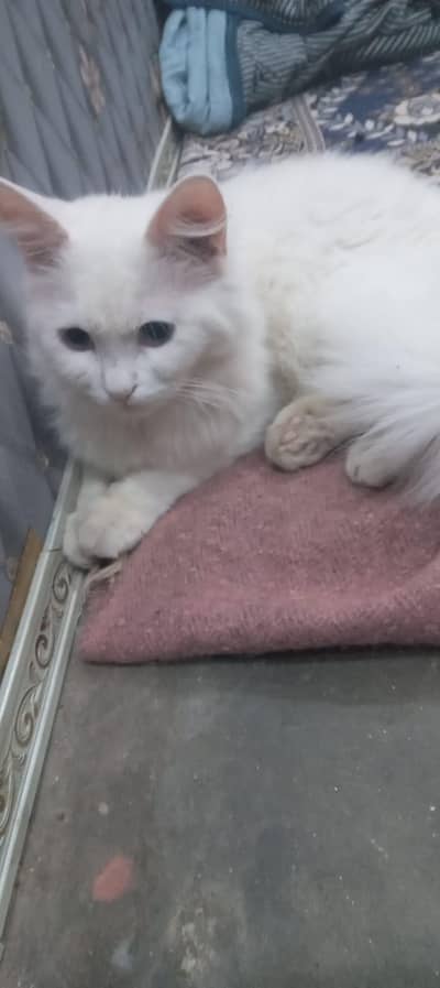 Person can available for sale