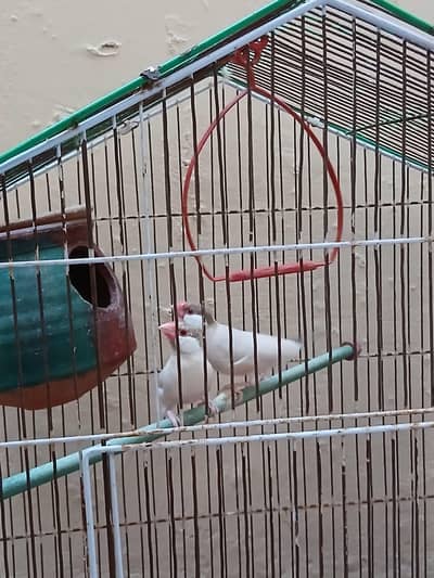 Fawn Java Breeder Pair For Sale