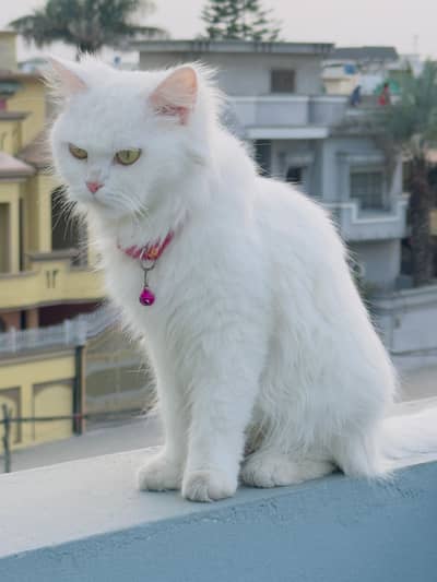Wiite persian cat for sale home delivery available!